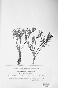 Puccinia asteris image